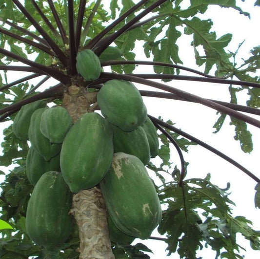 Wulung Purple Stem Papaya Seeds (Carica papaya / 150+ Premium Ornamental & Sweet Tropical Fruit Seeds) – Premium Exotic Botanical Specimen Plant Seeds for Planting