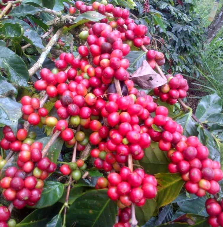 Andungsari Coffee Seeds (Coffea arabica) – 120 Pcs Premium Certified High-Yield Indonesian Arabica Seeds for Planting