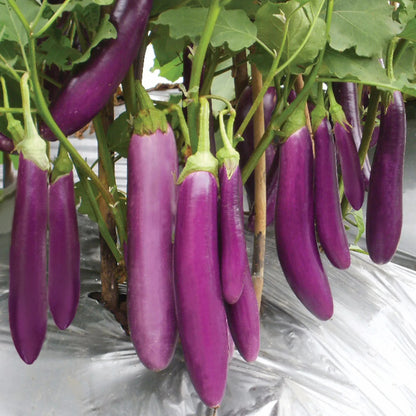 Exotic Purple Eggplant (Solanum melongena L.) – 1000+ Premium Long Aubergine Seeds