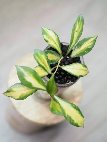 Hoya Bakoensis Inner Variegated Live Plant – Premium Certified Rare Tropical Indoor Outdoor Variegated Wax Plant Specimen for Planting