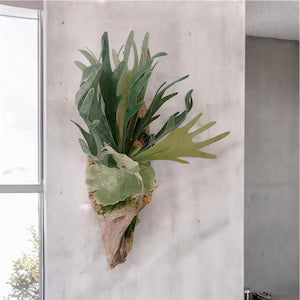 Rare Platycerium Maserati Live Plant - Exotic Mounted Staghorn Fern