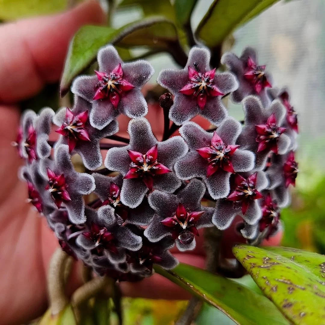 Hoya Pubicalyx 'Black' - Exotic Dark-Flowering Wax Plant