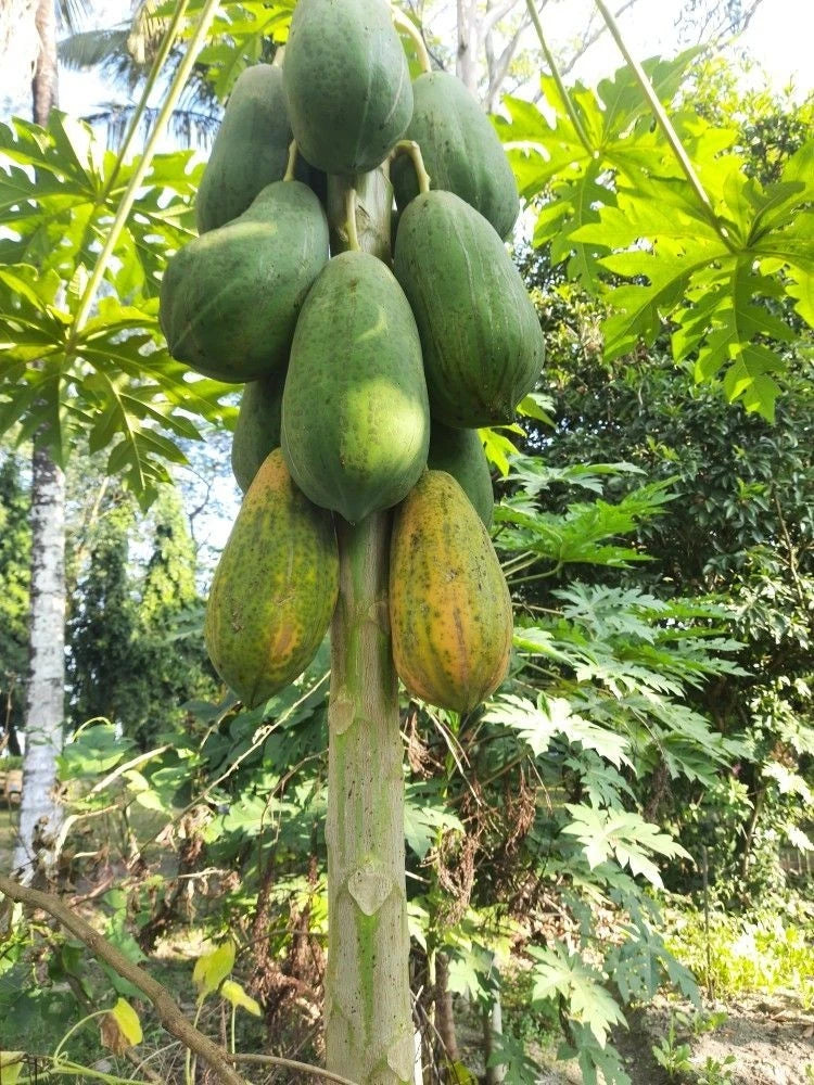 Red Arjuna Papaya Seeds (Carica papaya 'Red Arjuna') – 150 pcs Premium Fresh Rare F1 Hybrid Sweet Red Papaya Seeds