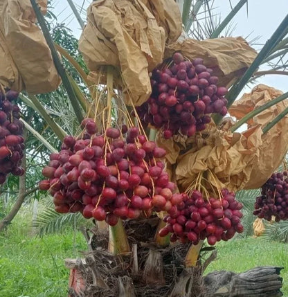 Gondela Date Palm Seeds (Phoenix dactylifera) – 35 Premium Rare Sudan-Heirloom Honey-Sweet Gondeh Date Seeds