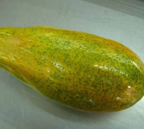 Red Maradona Papaya Seeds (Carica papaya) – 150 Premium High-Yielding Deep Red Sweet Papaya Seeds