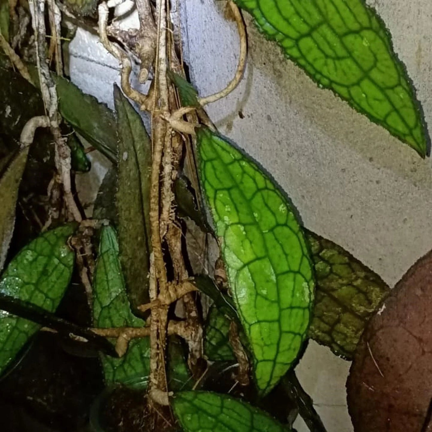 Hoya tanggamus - Rare Tropical Wax Plant