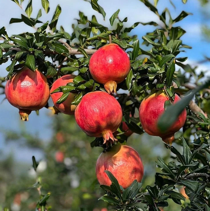 Red Silk Pomegranate Seeds (Punica granatum 'Red Silk') – 100+ Premium Fresh Rare Soft-Seeded Red Silk Pomegranate Seeds