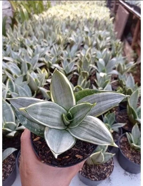 Sansevieria Silver Frost – Rare Tropical Silver Snake Plant Specimen (Sansevieria trifasciata / Dracaena trifasciata)