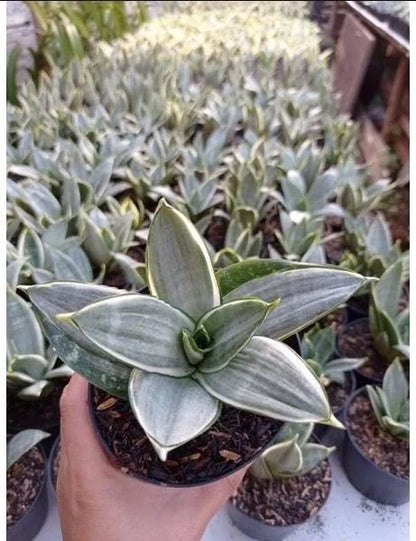 Sansevieria Silver Frost – Rare Tropical Silver Snake Plant Specimen (Sansevieria trifasciata / Dracaena trifasciata)