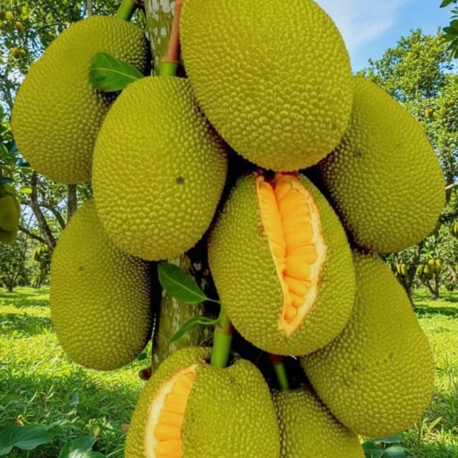 Premium Grafted Honey Jackfruit Tree - Super Sweet Tropical Fruit Plant