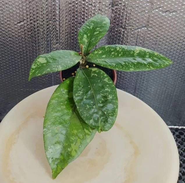 Hoya New SP Gunung Kapi Splash – Rare Tropical Wax Plant Specimen with Silver Splashes for Indoor and Outdoor Living (Live Plant)