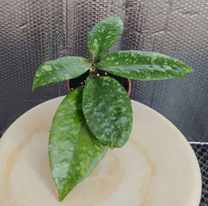 Hoya New SP Gunung Kapi Splash – Rare Tropical Wax Plant Specimen with Silver Splashes for Indoor and Outdoor Living (Live Plant)