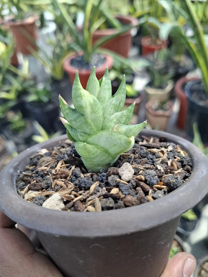 Sansevieria 'BNC White' Variegated - Rare Tropical Snake Plant