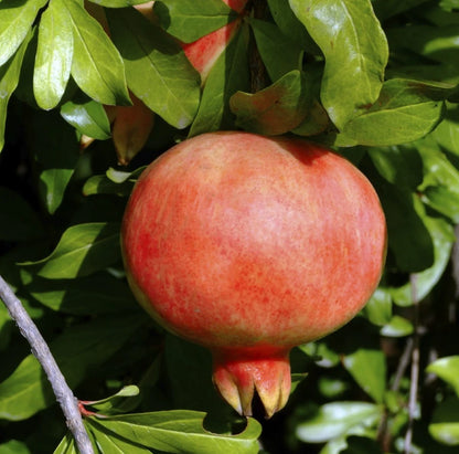 Kazake Pomegranate Seeds (Punica granatum 'Kazake') – 100+ Premium Fresh Cold-Hardy Russian Sweet Pomegranate Seeds