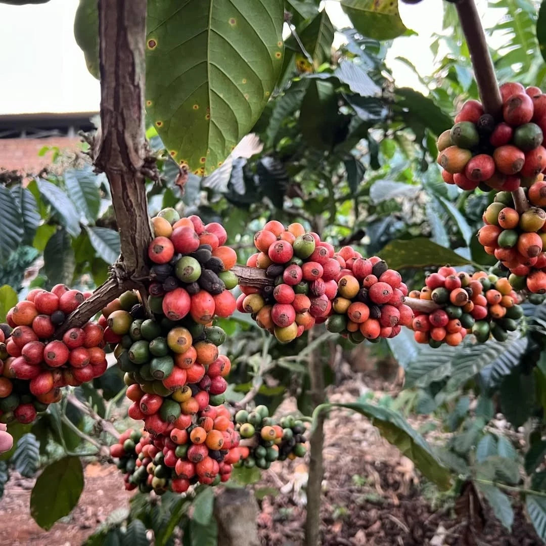 Premium Excelsa Coffee Seeds (Coffea liberica var. excelsa) – Exotic Tart and Fruity Specialty Coffee Bean Seeds for Planting (30+ Pcs)