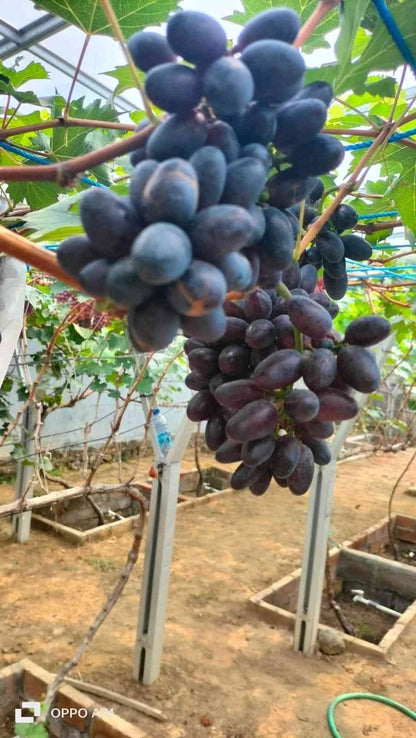 GosV Grape Seeds 100 pcs (Vitis vinifera) – Premium Certified Sweet Exotic Table Grape Vine Plant Seeds for Planting