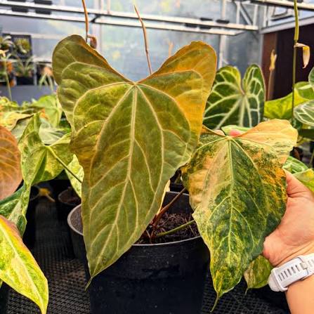 Anthurium portillae (Variegated) – Premium Collector’s Specimen