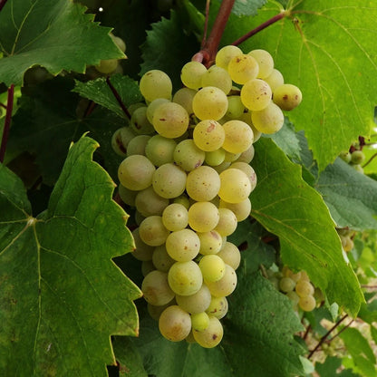 Saphira Grape Seeds (Vitis vinifera var. Saphira) – Premium Certified High-Yield Specialty Sweet Table Grape Vine Seeds for Planting (100 Pcs)