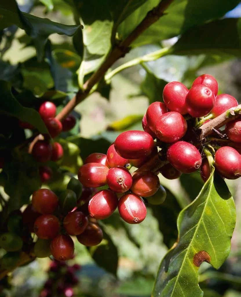 Casiopea Coffee Seeds (Coffea arabica var. Casiopea) – Rare Heirloom Specialty Coffee Beans for Planting and Cultivation