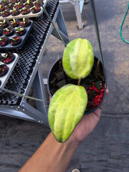 Hoya Cinnamomifolia Variegated | Rare Variegated Hoya Wax Plant | Tropical Indoor Outdoor Houseplant