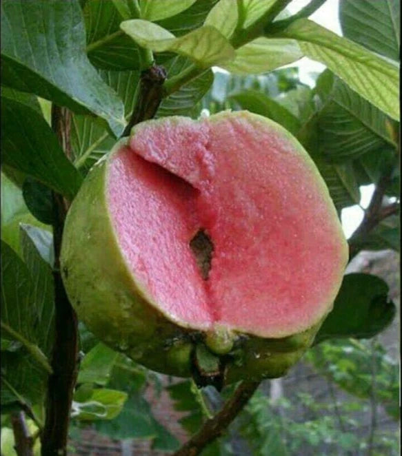 Grafted Red Crystal Guava ‘Red Diamond Seedless’ (Psidium guajava) – 50 cm Live Fruiting Tree Specimen