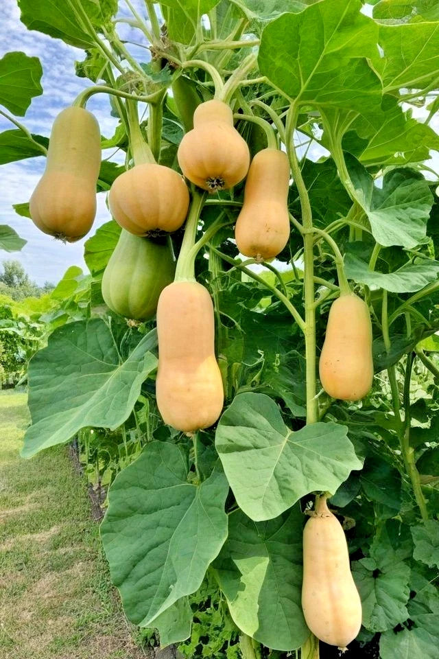 Honey Pumpkin Seeds (Cucurbita moschata) – 100+ Premium Labu Madu Heirloom Seeds