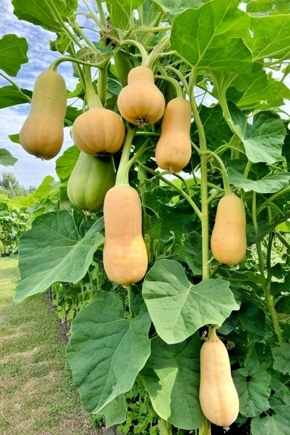 Honey Pumpkin Seeds (Cucurbita moschata) – 100+ Premium Labu Madu Heirloom Seeds