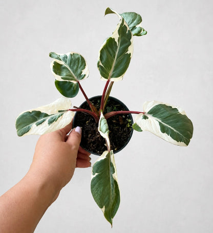 Homalomena 'Marshmallow' Variegated – Rare Tropical Aroid