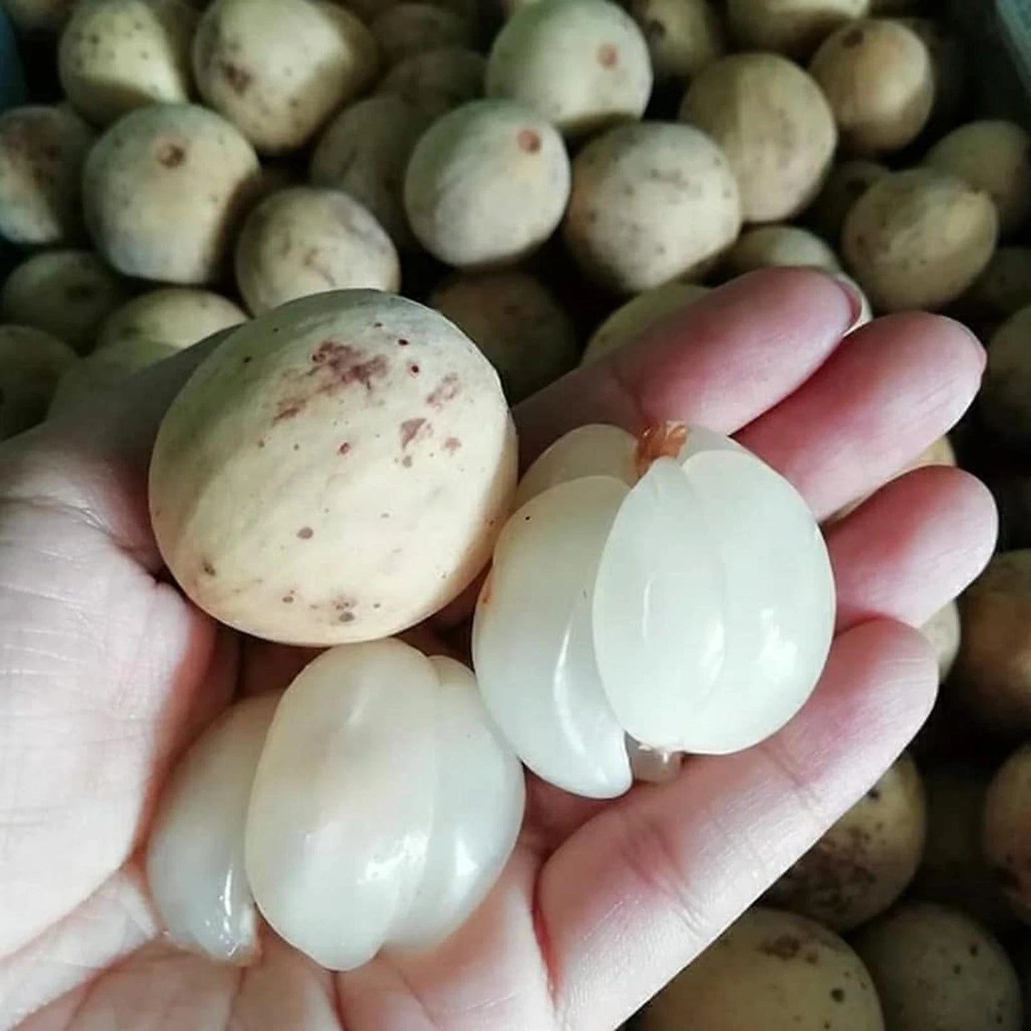 Grafted Langsat Palembang Seedling – Premium Tropical Fruit Tree