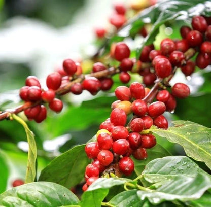 Kerinci Coffee (Coffea sp.) – 120+ Premium Seeds