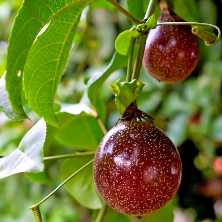 Purple Passion Fruit (Passiflora edulis) – 1,000+ Premium Seeds
