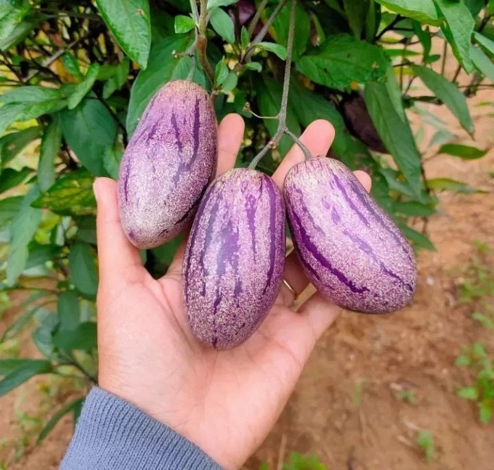 Premium 'Purple' Pepino Melon Seeds (Solanum muricatum) – Elite Andean Heirloom Fruit Seeds (100+ Count)