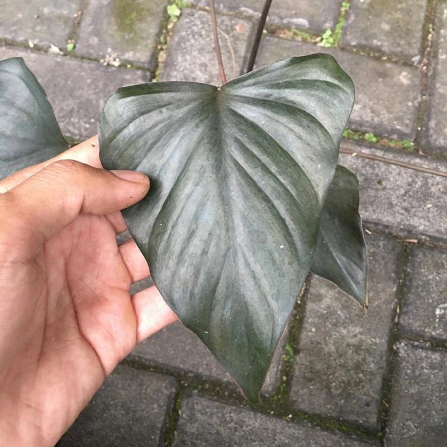 Homalomena Black Emerald - Rare Tropical Aroid