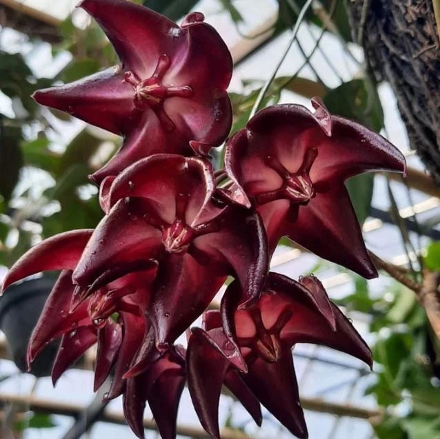 Rare Hoya Onychoides Dark Sp Papua - Premium Exotic Tropical Wax Plant Collector's Ivy