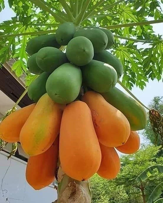 Red Pome Papaya Seeds (Carica papaya / 150+ Premium Deep Red Flesh Tropical Fruit Seeds) – Premium Exotic Botanical Specimen Plant Seeds for Planting