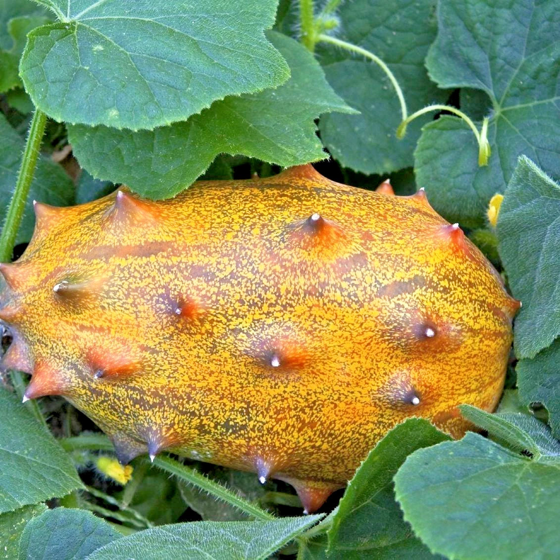 Kiwano Melon Seeds (Cucumis metuliferus) – 350+ Premium Heirloom African Horned Melon Seeds for Planting
