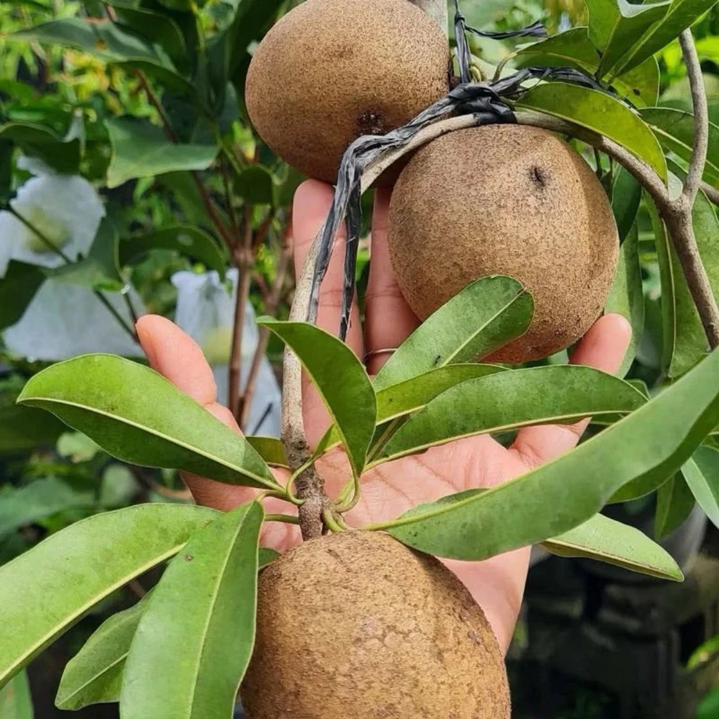 Grafted 'Jumbo Vietnam' Sapodilla (Sawo) – Premium Tropical Fruit Tree