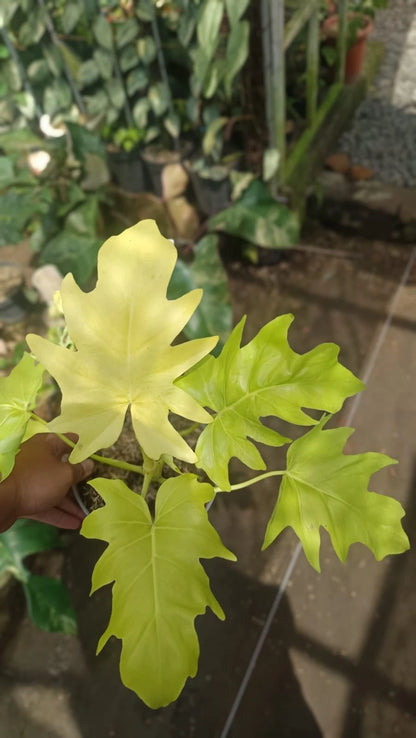 Philodendron Warscewiczii 'Golden Aurea' - Rare Tropical Aroid