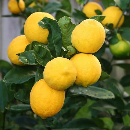 Meyer Lemon Seeds (Citrus meyeri / 100+ Premium Sweet Dwarf Lemon Fruit Seeds) – Premium Exotic Botanical Specimen Plant Seeds for Planting