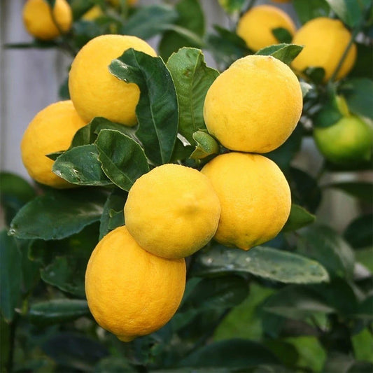 Meyer Lemon Seeds (Citrus meyeri / 100+ Premium Sweet Dwarf Lemon Fruit Seeds) – Premium Exotic Botanical Specimen Plant Seeds for Planting