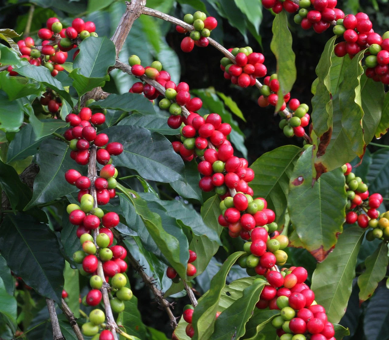 Premium Arabica Coffee Seeds (Coffea arabica) – 120+ High-Viability Exotic Specialty Heirloom Coffee Seeds
