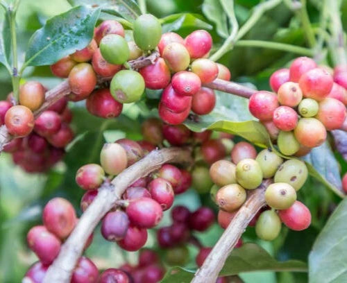 120+ Geisha Green Tip Coffee Seeds (Coffea arabica var. 'Gesha') – Premium Panama-Origin Heirloom Specialty Bean Tree Seeds for Planting