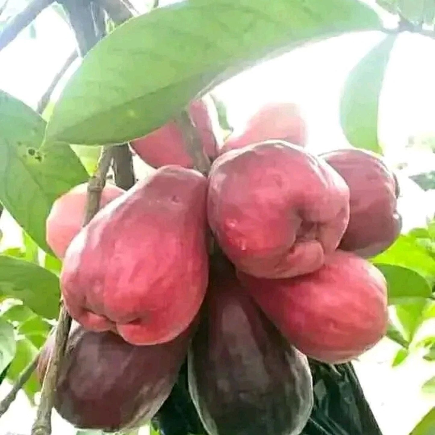 Jamaican Water Apple (Jambu Jamaika) - Premium Grafted Tropical Fruit Tree