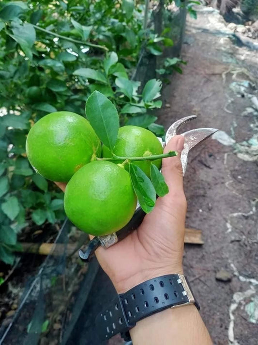 100+ Citrus Persian Lime Seeds (Citrus latifolia / Tahiti Lime / Seedless Acid Lime) – Premium Exotic Fruit Tree & Orchard Seeds for Planting
