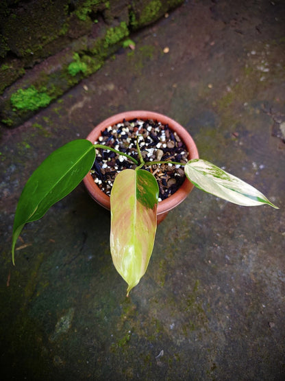 Philodendron 'Pink Heterocraspedon' Variegated - Elite Collector’s Specimen