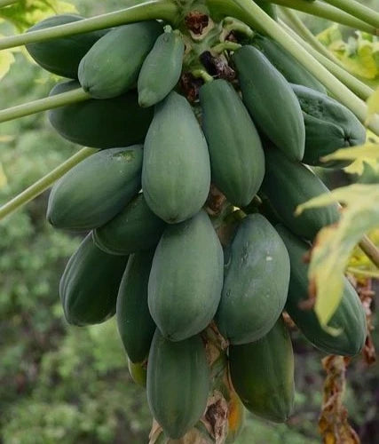 Bulk Carisya Papaya Seeds (Carica papaya 'Carisya') – 150+ Premium Fresh Rare Compact Indonesian Sweet Mini Papaya Seeds for Planting