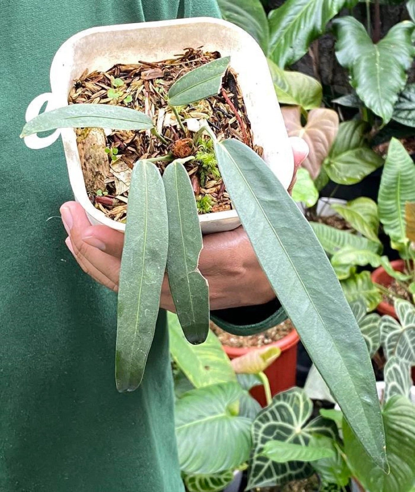 Anthurium wendlingeri – Exotic Rare Strap-Leaf Tropical Aroid