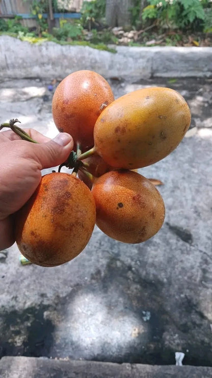Konyal Passion Fruit Seeds (Passiflora edulis / 500+ Specialized Aromatic Vine Fruit Seeds) – Premium Exotic Botanical Specimen Plant Seeds for Planting