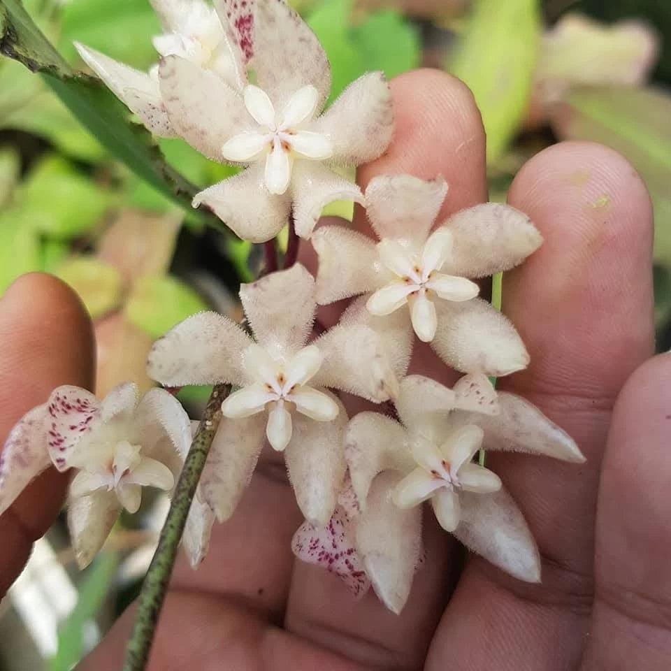 Rare Hoya Undulata Red Sp Borneo - Premium Prehistoric Exotic Tropical Wax Plant