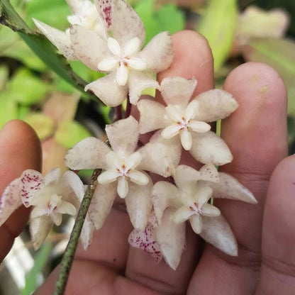 Rare Hoya Undulata Red Sp Borneo - Premium Prehistoric Exotic Tropical Wax Plant